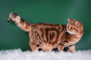 Британская золотая мраморная кошка окраса черный мрамор на золоте BRI ny 22 64 с зелеными глазами EMILI HARTWOOD SUNRAY питомника Elite British      